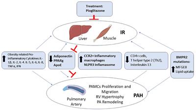 Pulmonary hypertension and insulin resistance: a mechanistic overview